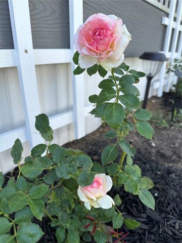 3097 69th Street, Atkins, IA 52206