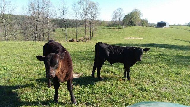 875 Waterloo Rd, Westpoint, TN 38486