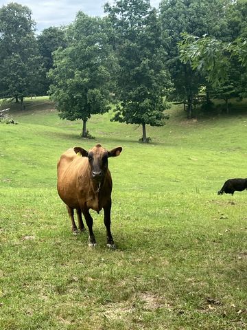 875 Waterloo Rd, Westpoint, TN 38486
