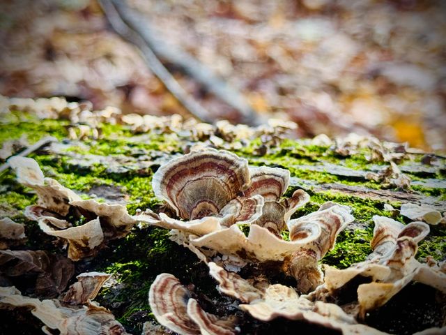 6629 W East Road, Three Oaks, MI 49128