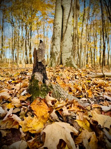 6629 W East Road, Three Oaks, MI 49128