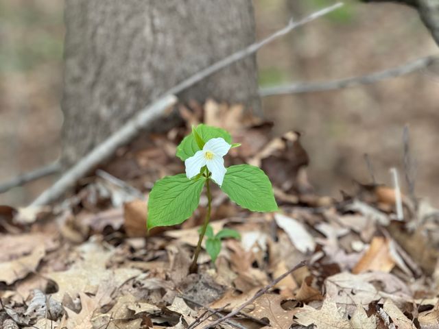 6629 W East Road, Three Oaks, MI 49128