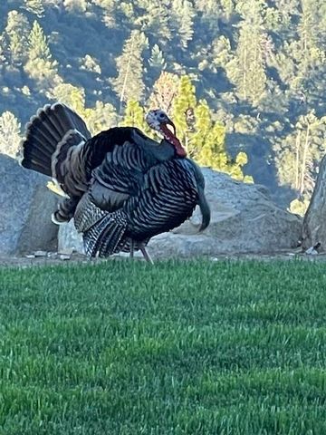 7161 Kona Drive, Placerville, CA 95667