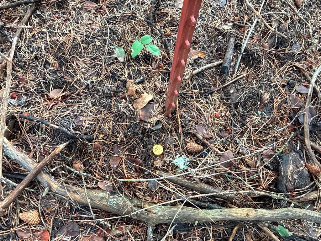 NKA Eagle Ridge Way, Springdale, WA 99173 photo 3