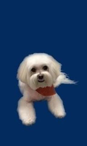 3015 N Ocean Boulevard 19E, Fort Lauderdale, FL 33308