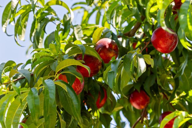 20592 Ayers Rd, Escalon, CA 95320