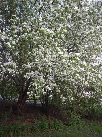 1127 W NORTHLAND AVENUE, Appleton, WI 54914