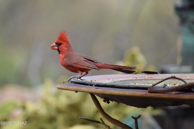 7117 S Oleander Lane, Hereford, AZ 85615