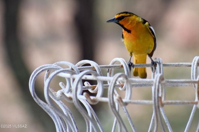 7117 S Oleander Lane, Hereford, AZ 85615