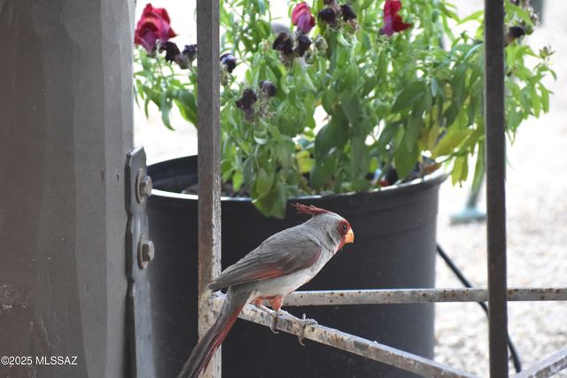 7117 S Oleander Lane, Hereford, AZ 85615