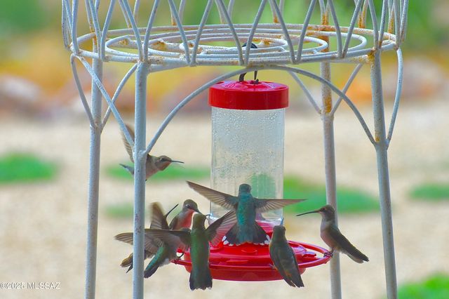 7117 S Oleander Lane, Hereford, AZ 85615