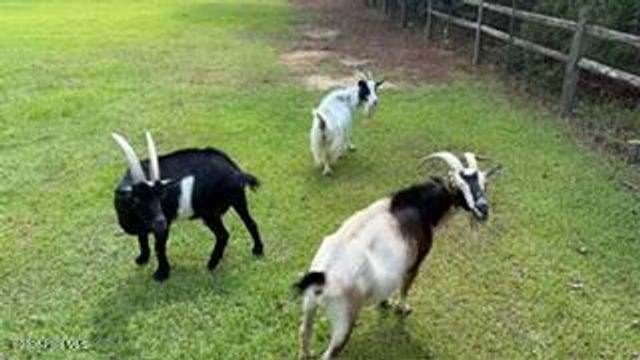 210 West Road, Angier, NC 27501