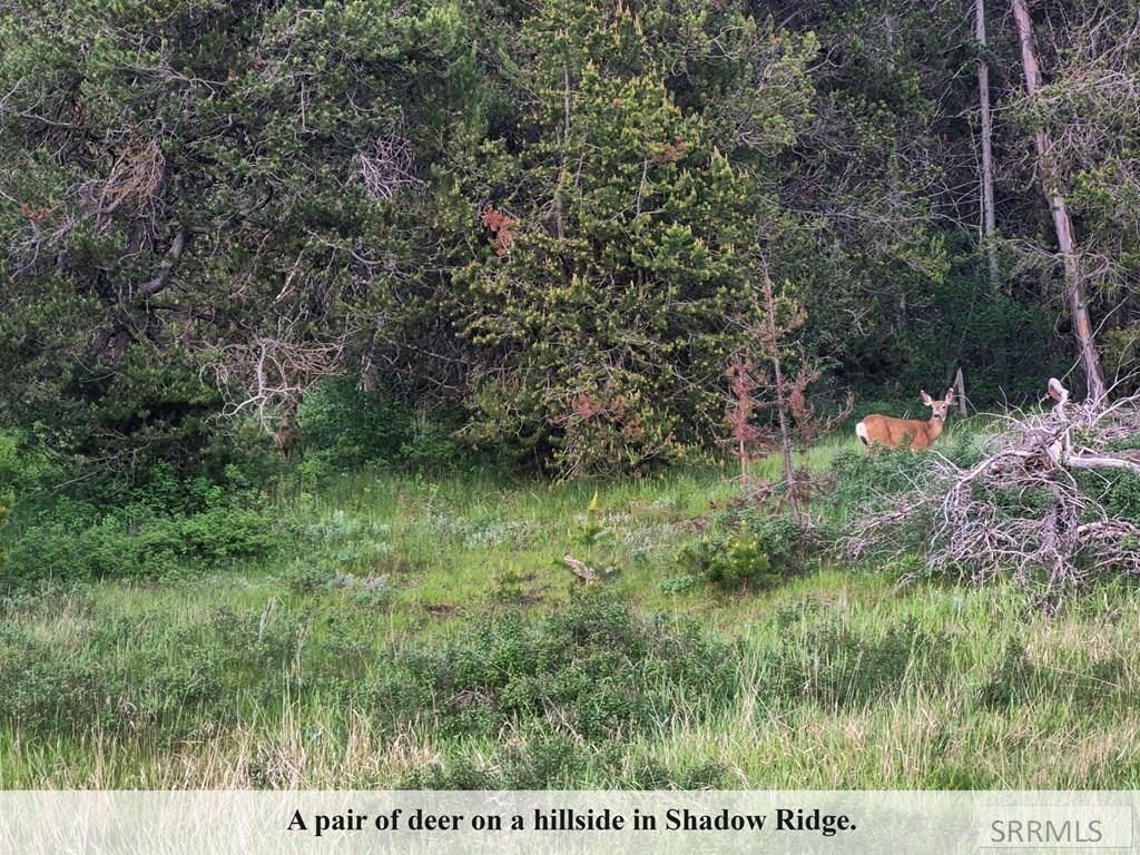 Image 36 of property listing at 4387 E Granite Ridge North, Ashton, ID 83420