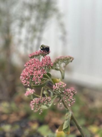 3517 Pinewood Trail, Holton, MI 49425