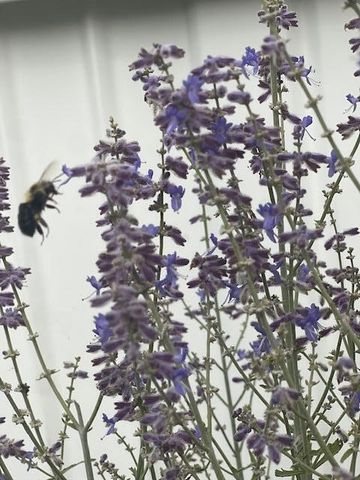 3517 Pinewood Trail, Holton, MI 49425