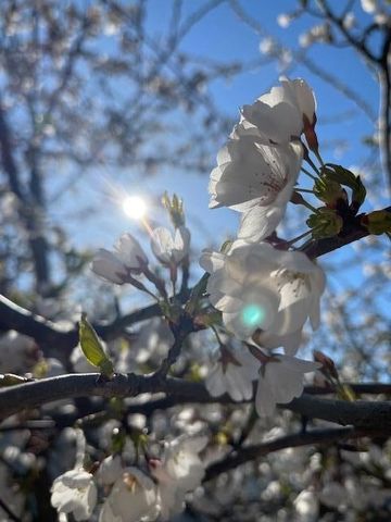 3517 Pinewood Trail, Holton, MI 49425