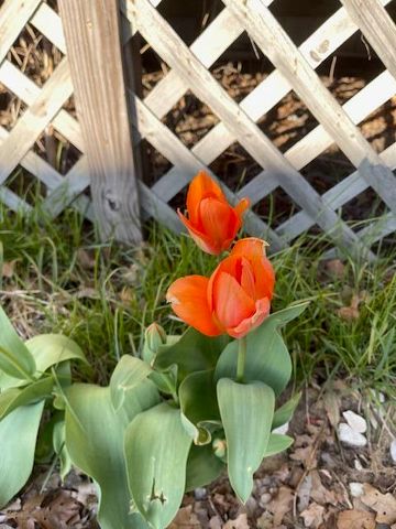 3517 Pinewood Trail, Holton, MI 49425