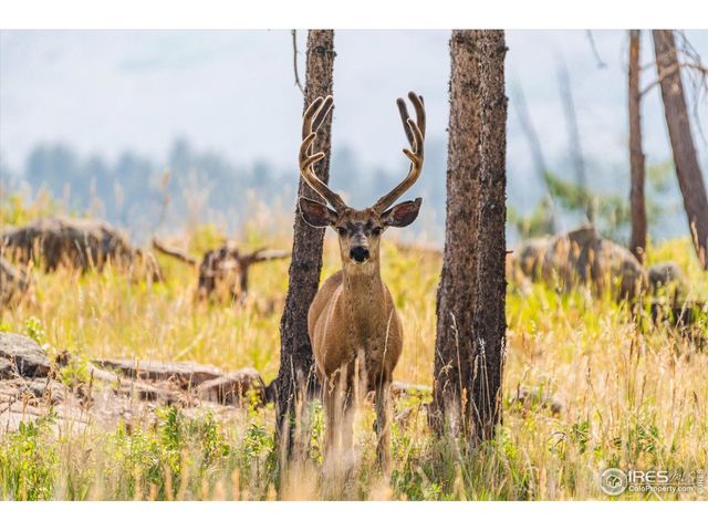 3805 Davis Ranch Rd, Bellvue, CO 80512