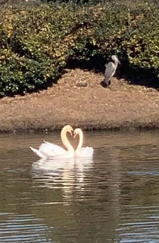 1479 Coventry Rd., Surfside Beach, SC 29575