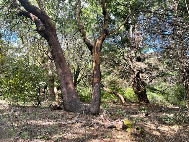 463 Cook Road, Shelter Cove, CA 95589