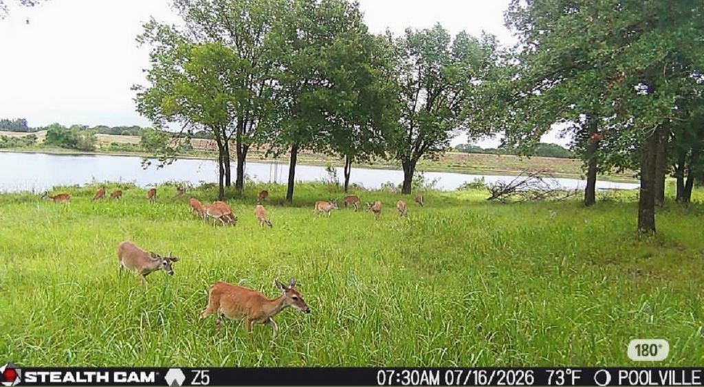 297 Zebrastone Way, Poolville, TX 76487 — photo 5