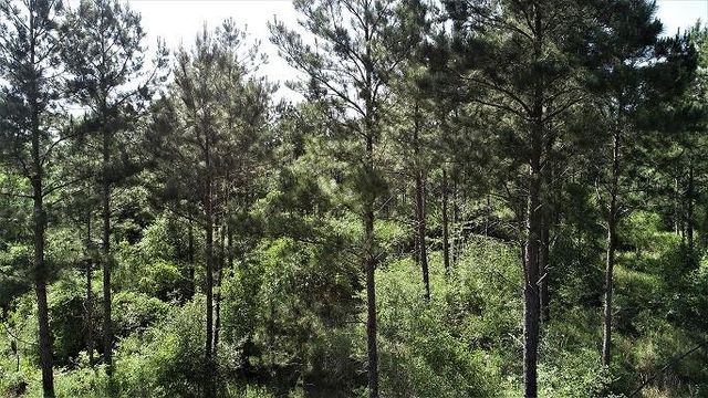 9490 S State Highway 19, Lovelady, TX 75851
