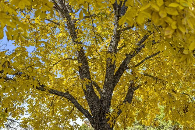 207 Bar M Lane 23, Branson West, MO 65737