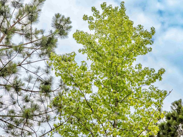 00 Terry Road Lot 1, Fountain Inn, SC 29644