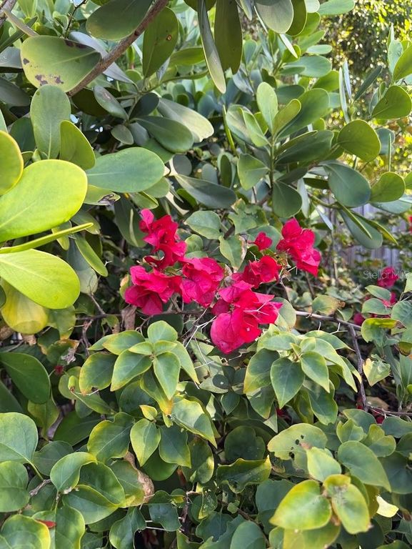 Image 18 of property listing at 5721 10TH AVENUE N, St Petersburg, FL 33710