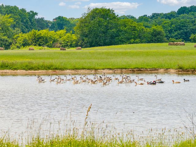 0 Adams Rd, Hillsboro, TN 37342