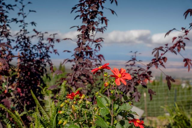 712 Upper Kimo Dr, Kula, HI 96790