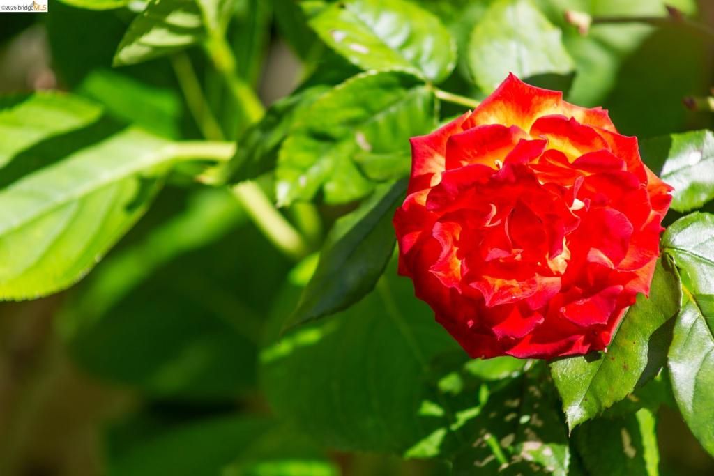 Image 37 of property listing at 15 Claremont Cres, Berkeley, CA 94705