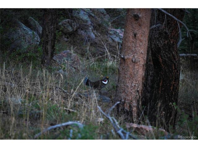 1049 Spencer Mountain Rd, Bellvue, CO 80512
