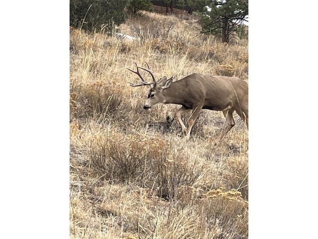 1049 Spencer Mountain Rd, Bellvue, CO 80512