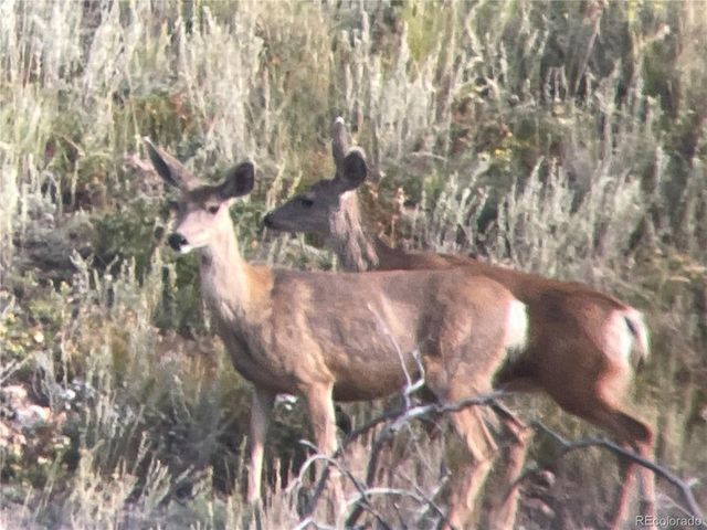 1049 Spencer Mountain Rd, Bellvue, CO 80512