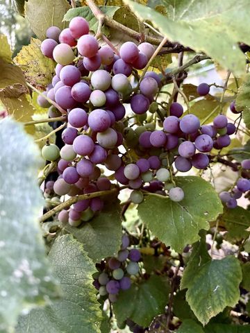 3405 CTH C, Pulaski, WI 54162