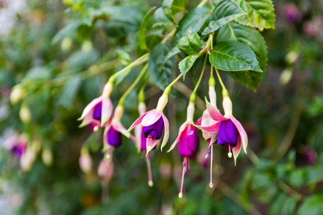 1325 Church Street 1325, San Francisco, CA 94114