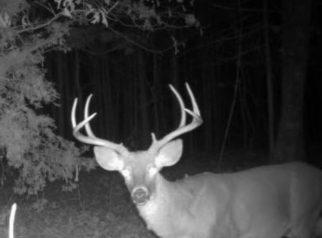 1875 Lake Ranch Road, Kissee Mills, MO 65680