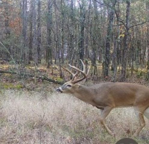 1875 Lake Ranch Road, Kissee Mills, MO 65680