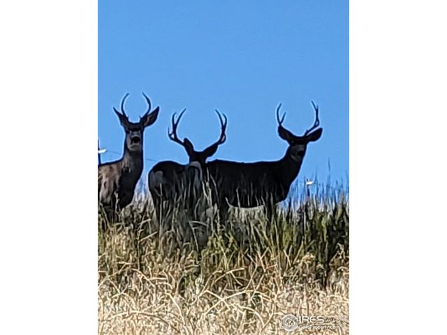 27033 Thea Gulch Rd, Golden, CO 80403