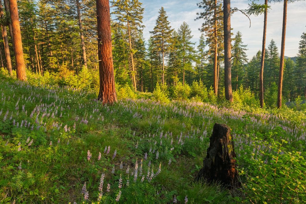 6601 Russian Joe Road, Missoula, MT 59802 photo 58