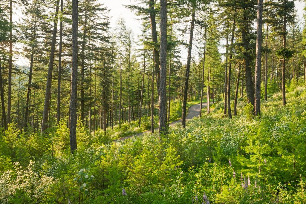 6601 Russian Joe Road, Missoula, MT 59802 photo 60