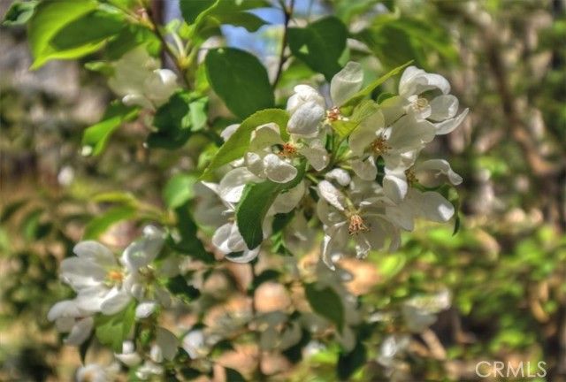 43335 Bow Canyon, Big Bear Lake, CA 92315