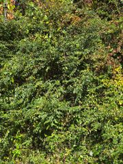 Kings Road, Helena, MS 39567