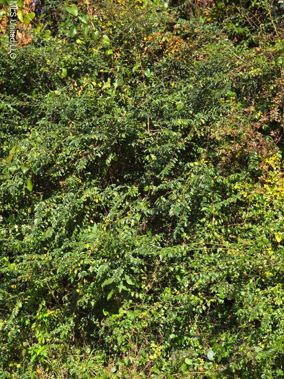 Kings Road, Helena, MS 39567