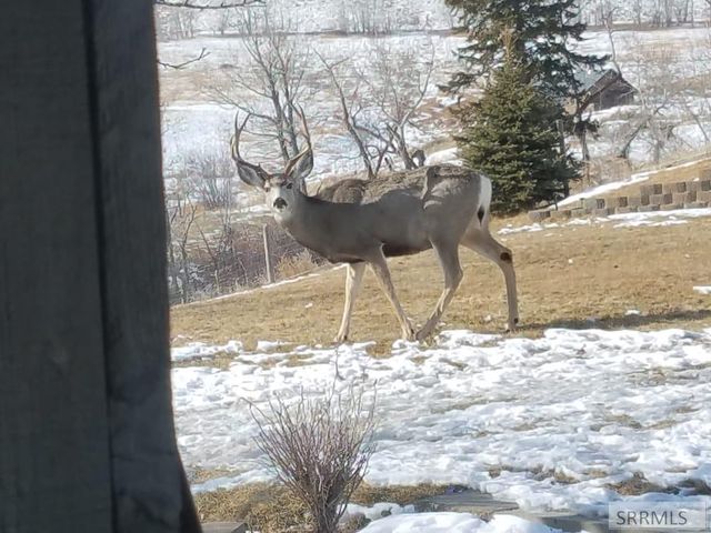 59 Savage Ranch Road, Salmon, ID 83467