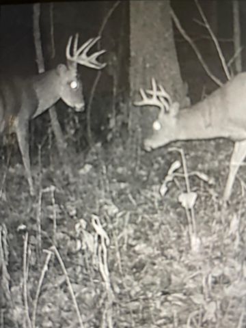 271 Blue Bird Lane, Hyden, KY 41749