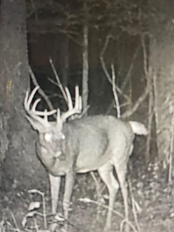 271 Blue Bird Lane, Hyden, KY 41749