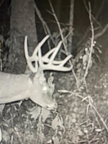 271 Blue Bird Lane, Hyden, KY 41749