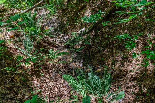 4.7AC Mountain Creek Hollow Drive, Talking Rock, GA 30175